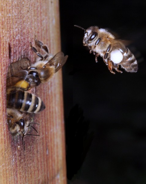 Hochbetrieb am Flugloch eines Bienenvolkes